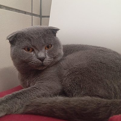 Bob, Scottish Fold – Tierhelfer Ingelheim