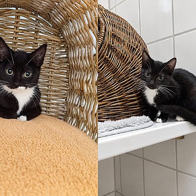Livia und Violetta, EKH – Tierhelfer Ingelheim