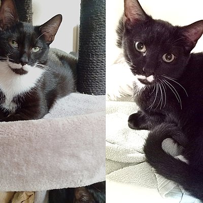 Amadeo und Benedetto, EKH – Tierhelfer Ingelheim