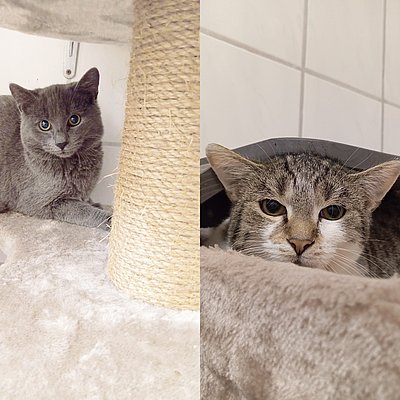 Teddy und Manny, EKH – Tierhelfer Ingelheim